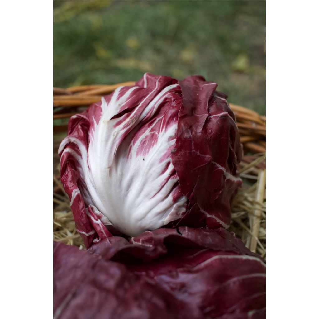 Radicchio tondo rosso BIO Kg 0,5