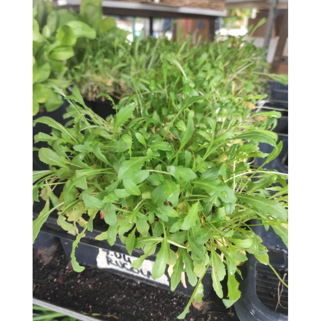 Piantine Rucola