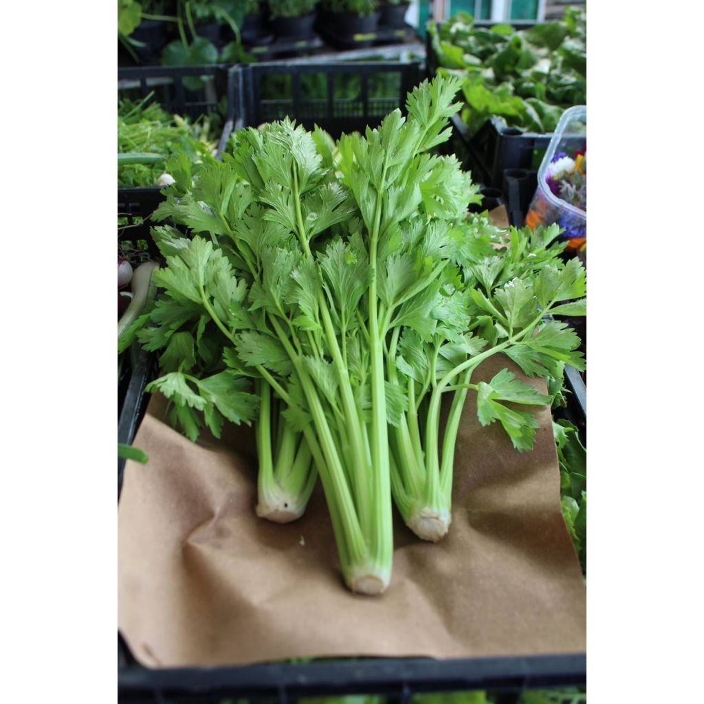 Sedano naturale BIO 0,25 Kg