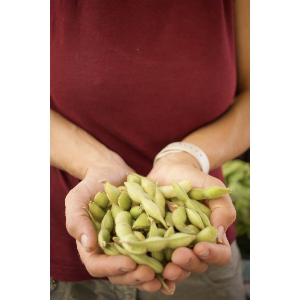 Soia variet&agrave; Edamame. Coltivata da noi senza trattamenti