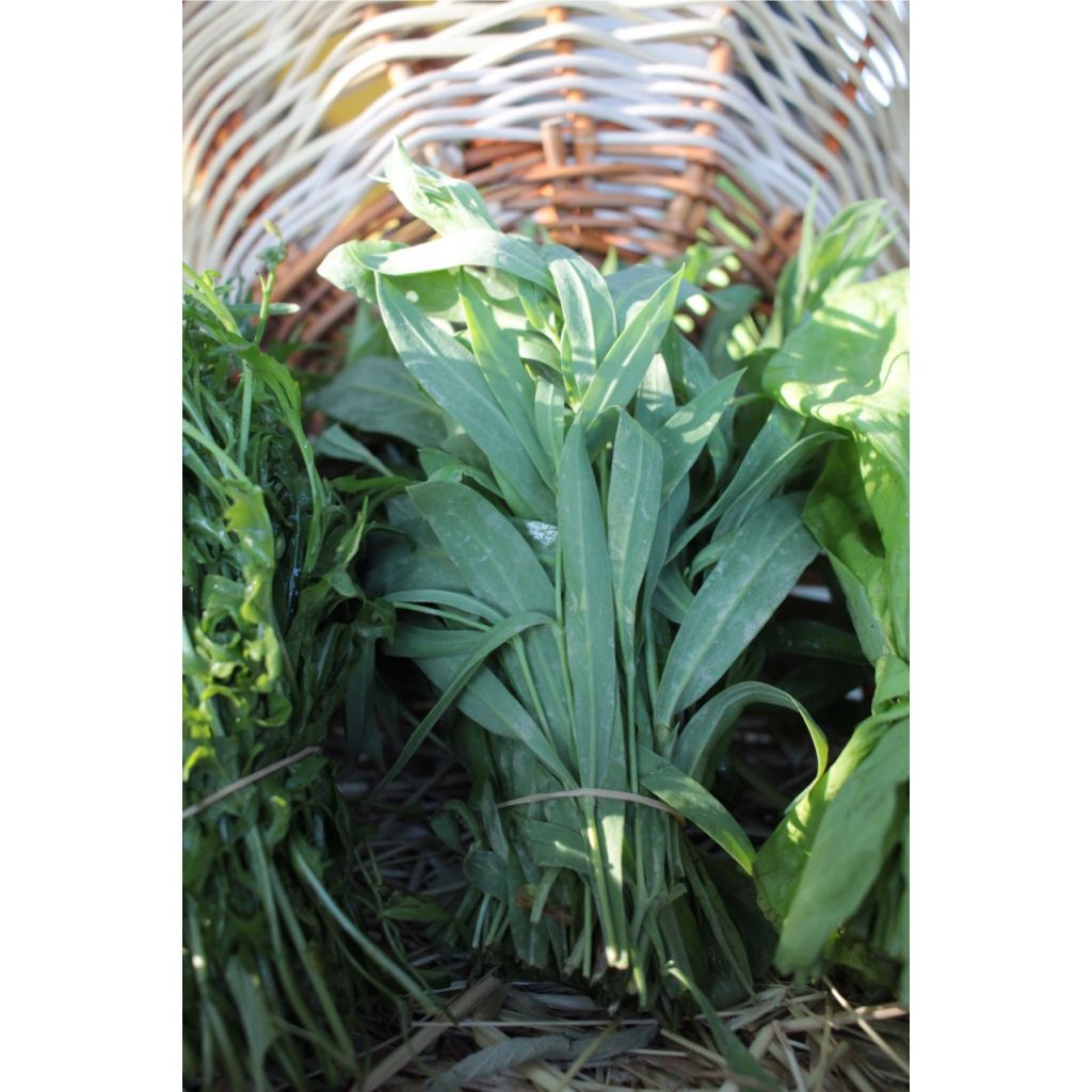 Stridoli BIO al mazzo