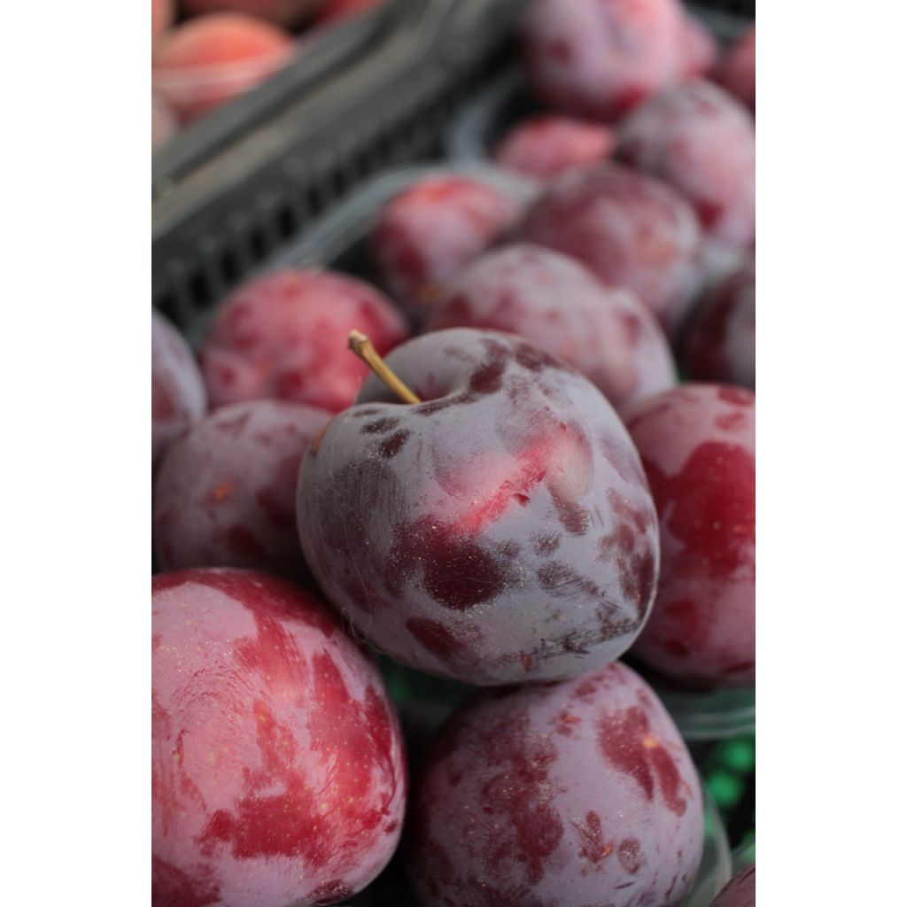 Susine Fortune o Sangue di drago Kg 1