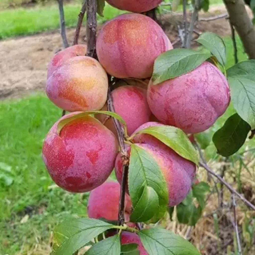 Susine Obilnaja BIO Kg 0,5