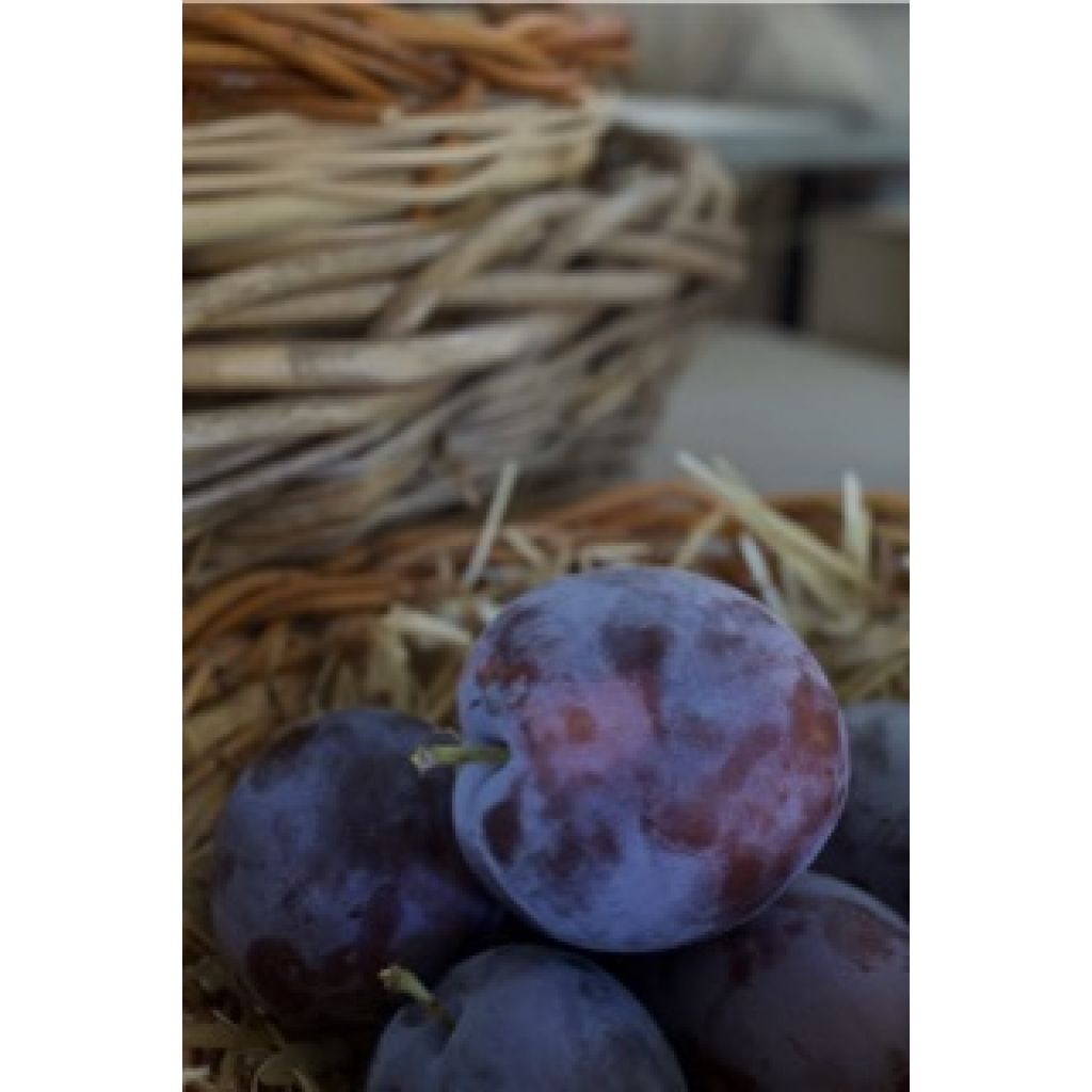 Susine California Kg0,5