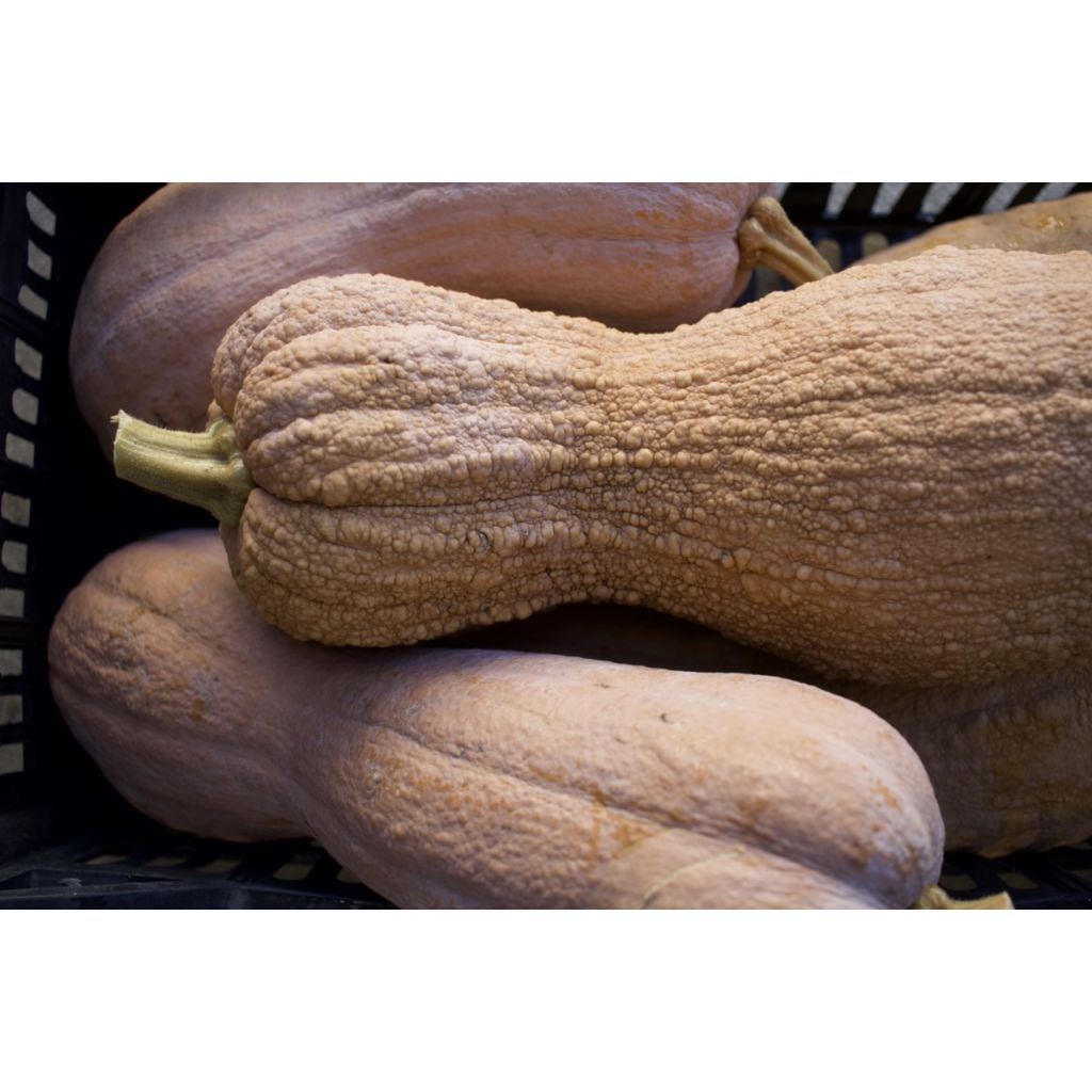 Zucca violina e butternut BIO Kg 1