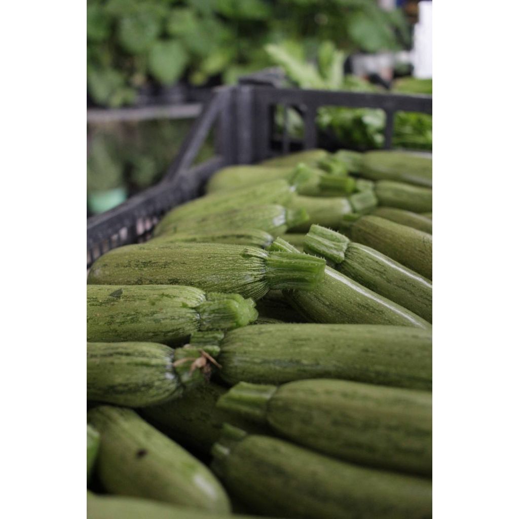 Zucchine BIO Kg 0,5