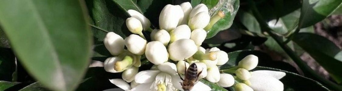 Azienda Agricola Bacino