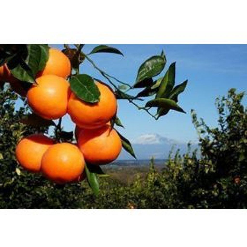 Cassetta di arance Washington Navel - 16 Kg
