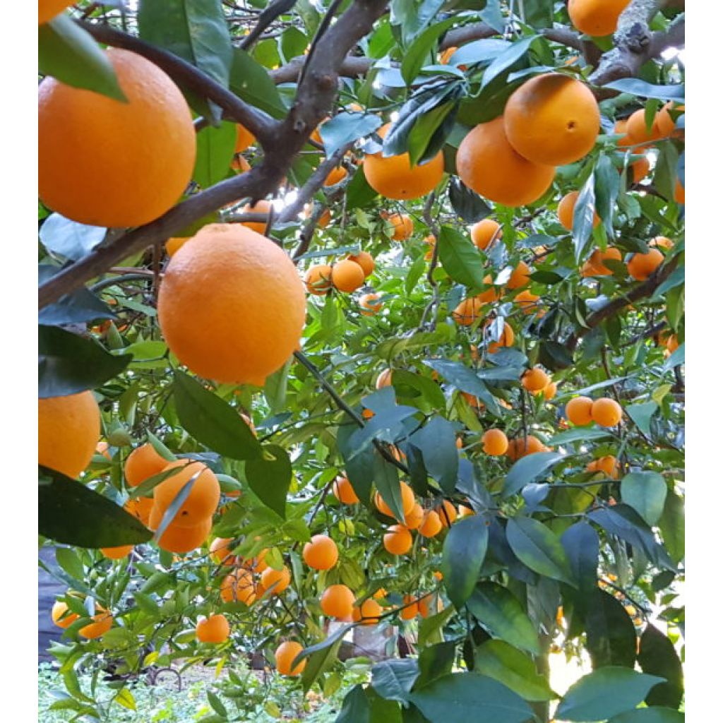 Cassetta di arance Navelina - 16 Kg