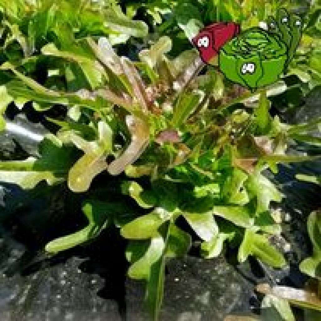 Carciofina - 1 cesto