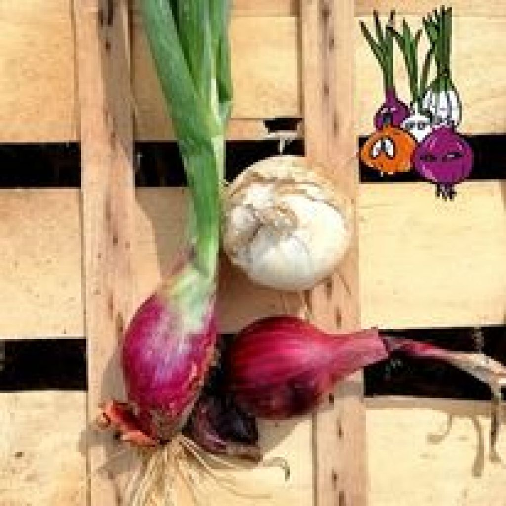 Cipolla Lucchese Bianca