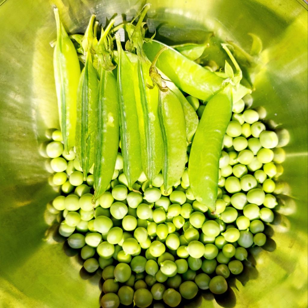 Piselli freschi -1 Kg