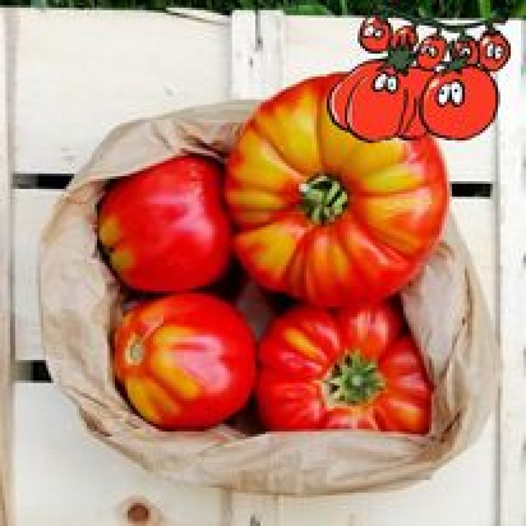 Pomodori Cuori di Bue 1 Kg