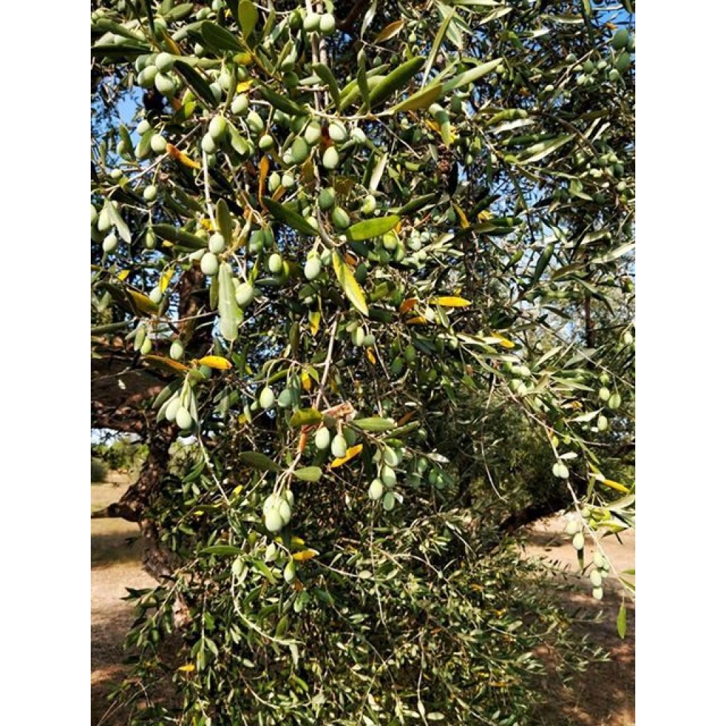 LATTINA 3 LITRI OLIO EXTRAVERGINE DI OLIVA