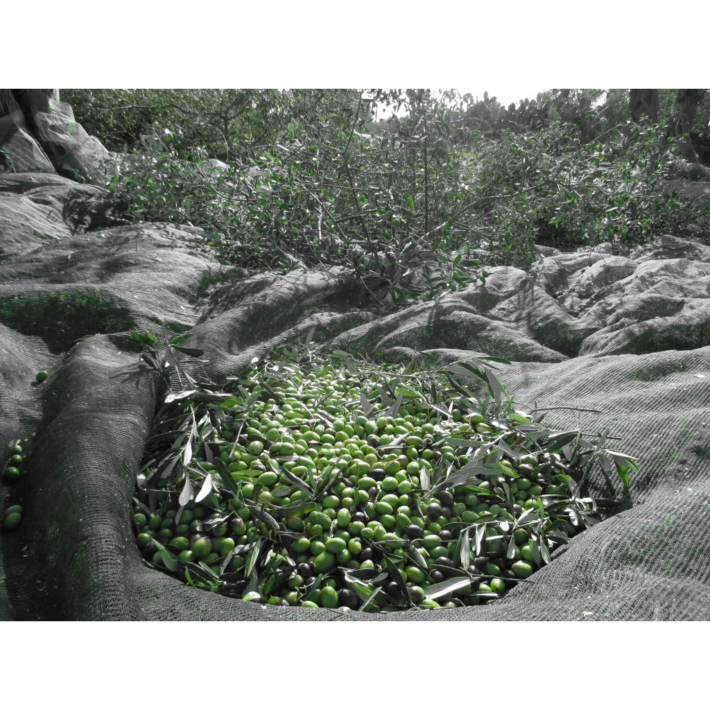 LATTINA 5 LITRI OLIO EXTRAVERGINE DI OLIVA