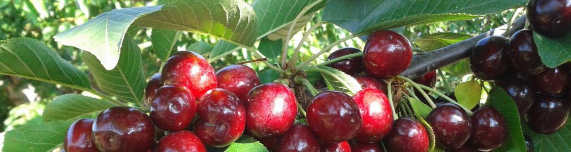 Azienda Agricola Pastore