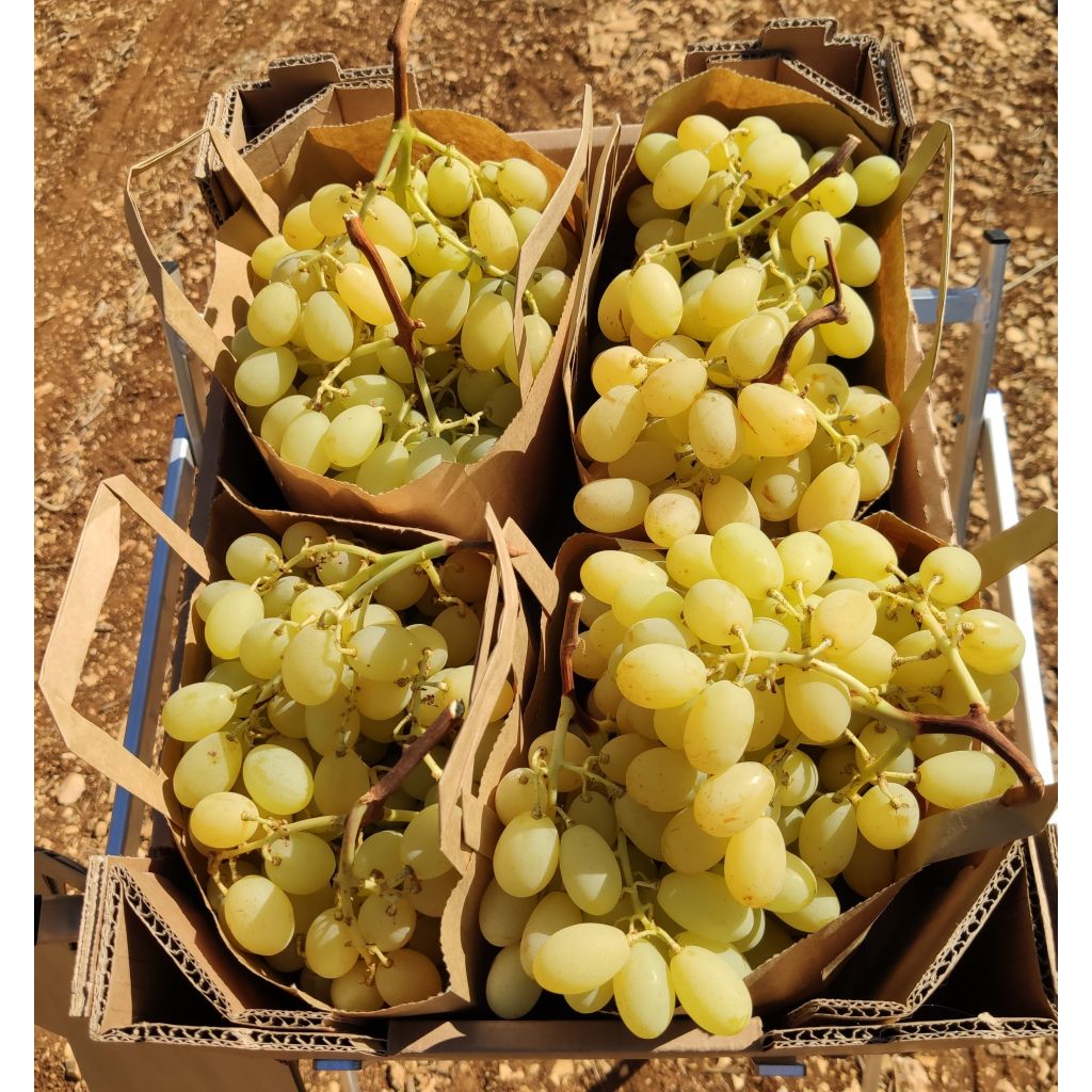 Cassetta Uva bianca senza semi 5 Kg