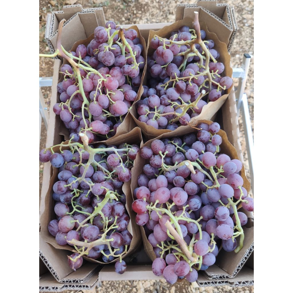 Cassetta Uva rossa senza semi 5 Kg