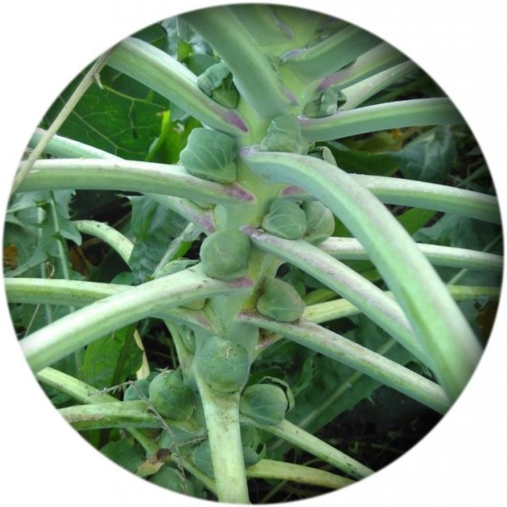 Cavoletti di Bruxelles