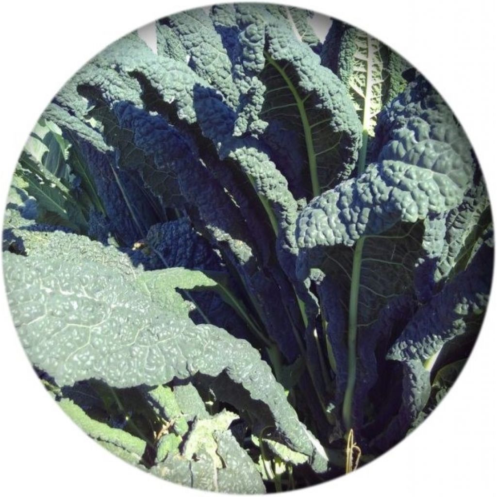 Cavolo nero