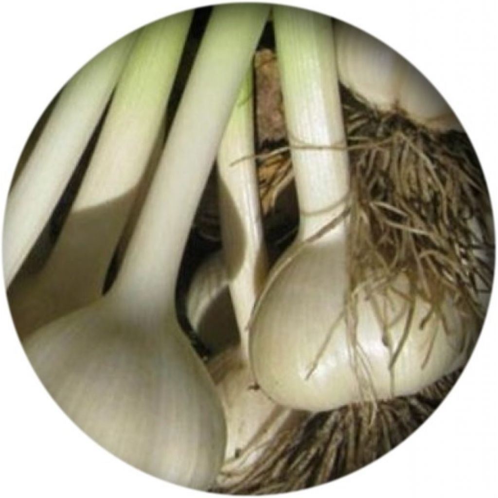 Aglio - mazzo da 6 teste