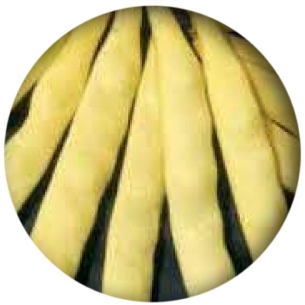 Fagiolini Meraviglie di Venezia