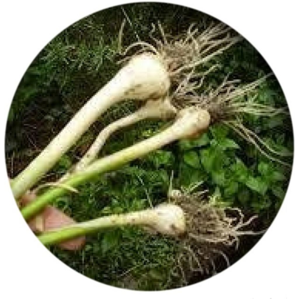 Aglio in erba - mazzo da 6 ciuffi