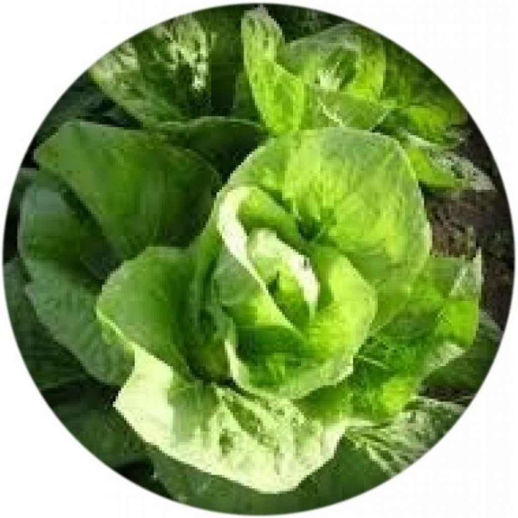 Insalata Pan di Zucchero