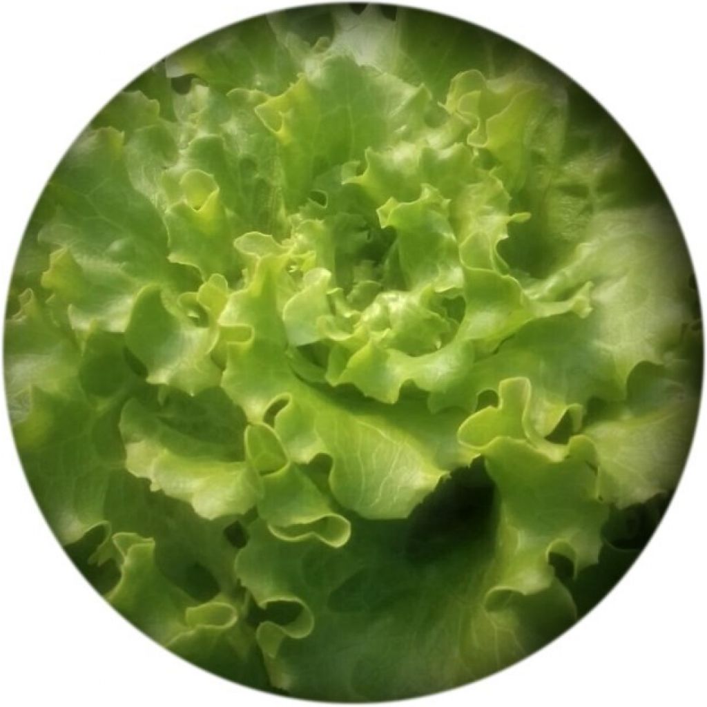 Lattuga Gentilina