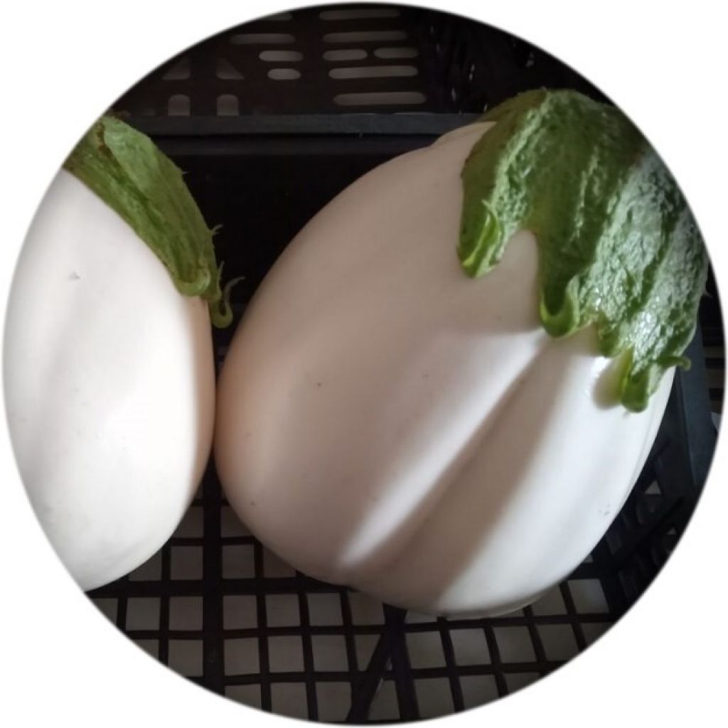 Melanzane bianche