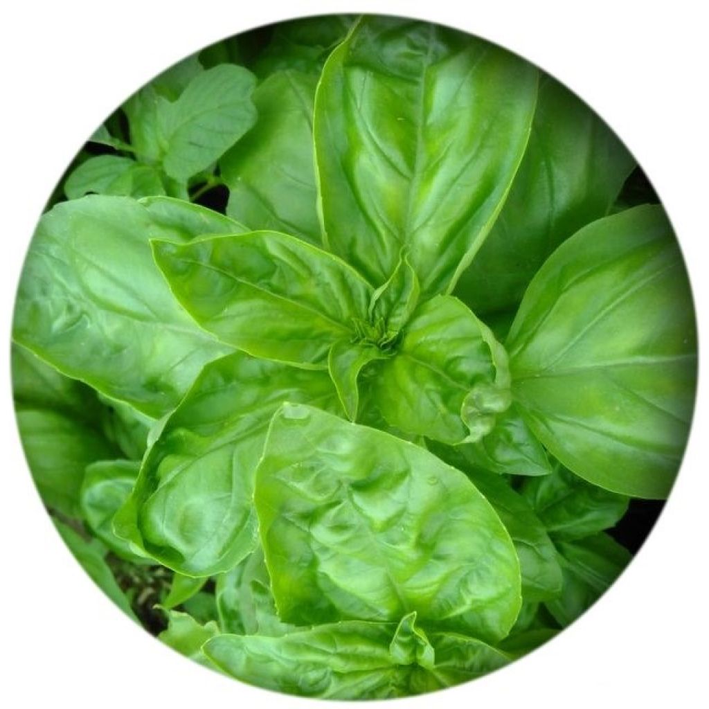 Basilico vaschetta da 80 gr.