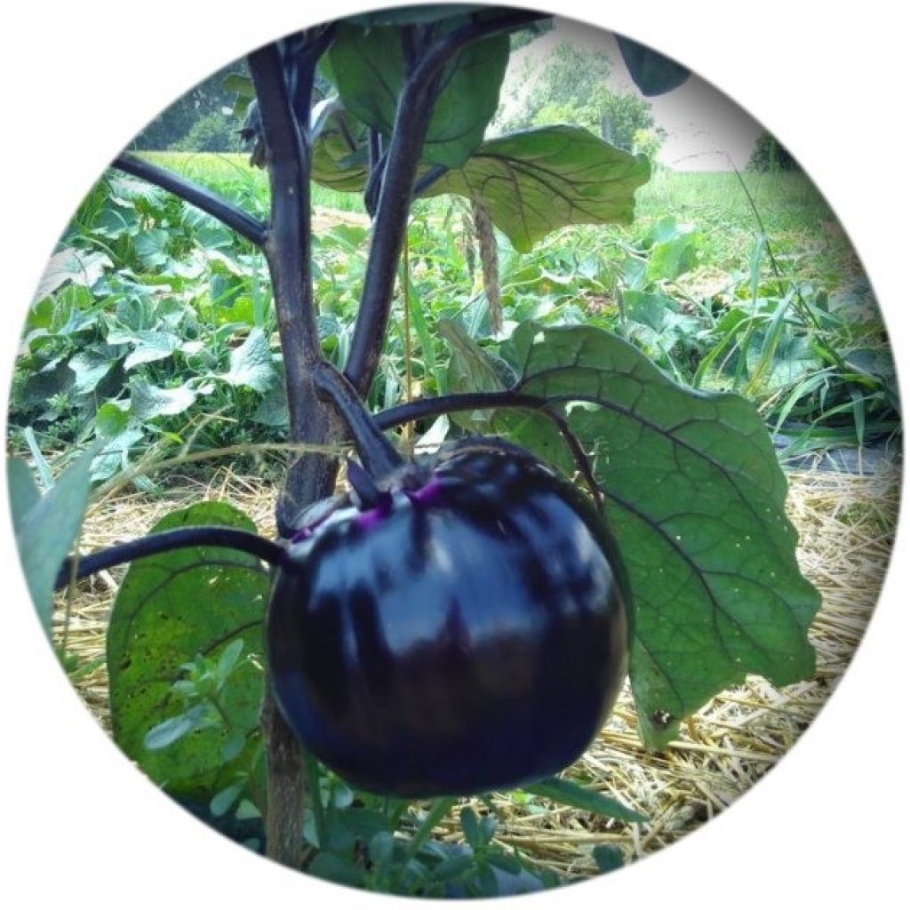 Melanzane tonde viola