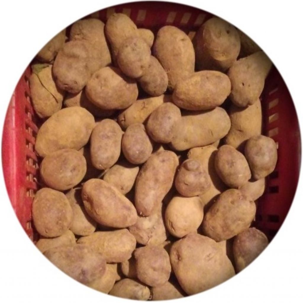 Patate Rosse