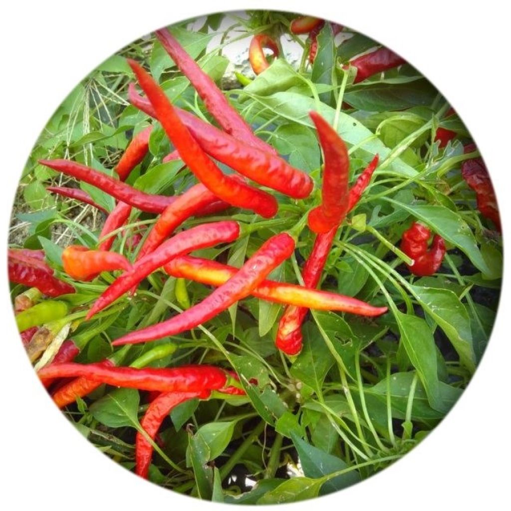 Peperoncini mazzo da 12