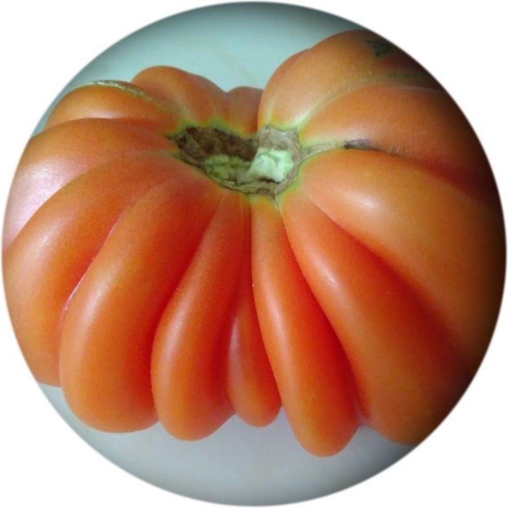 Pomodori Cuore di Bue