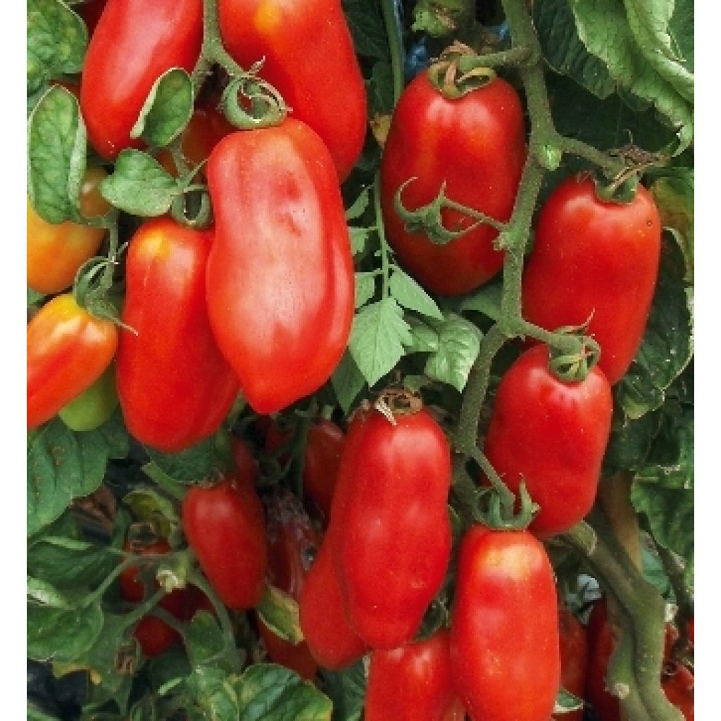 Pomodori San Marzano - cassetta da 10 Kg
