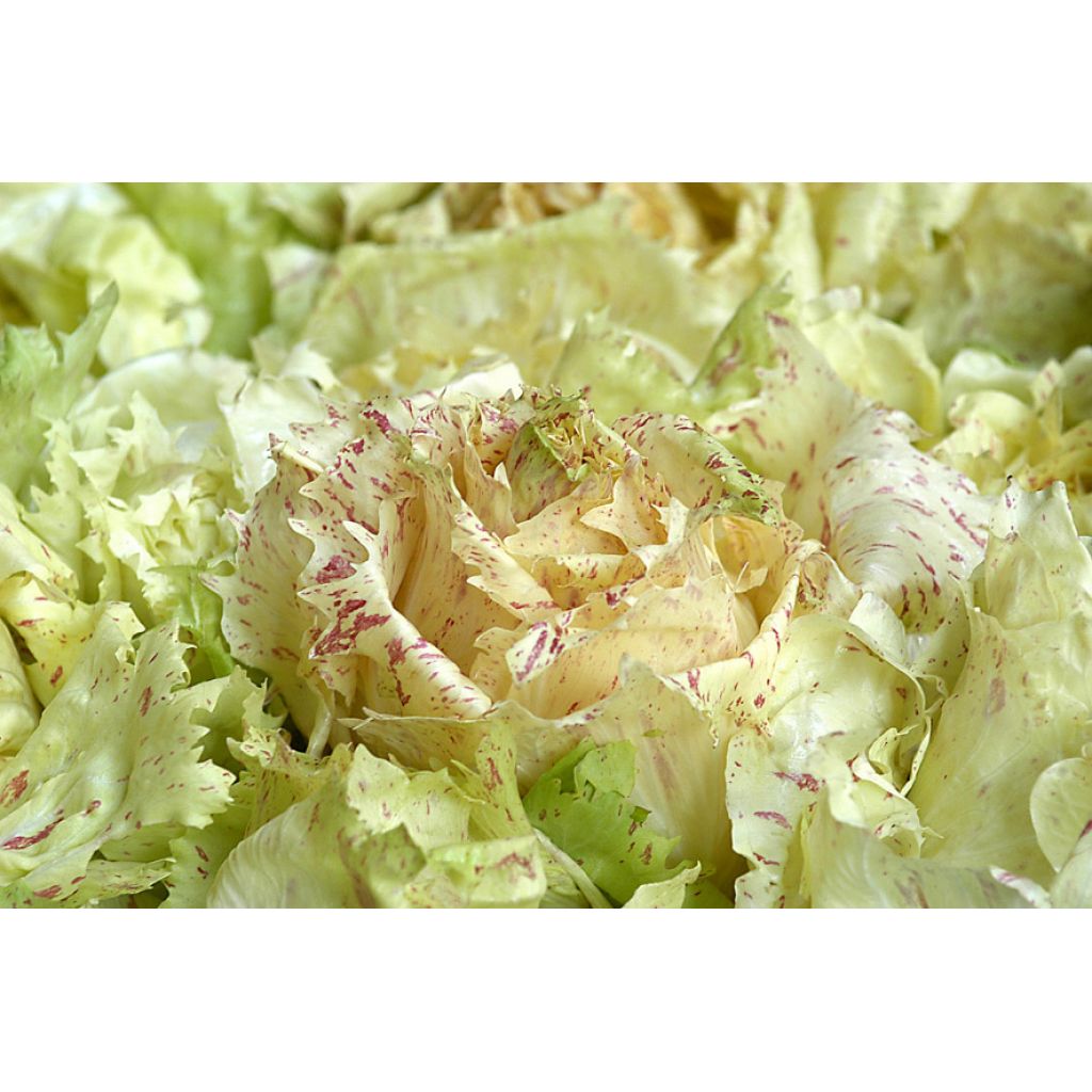 Radicchio di Castelfranco