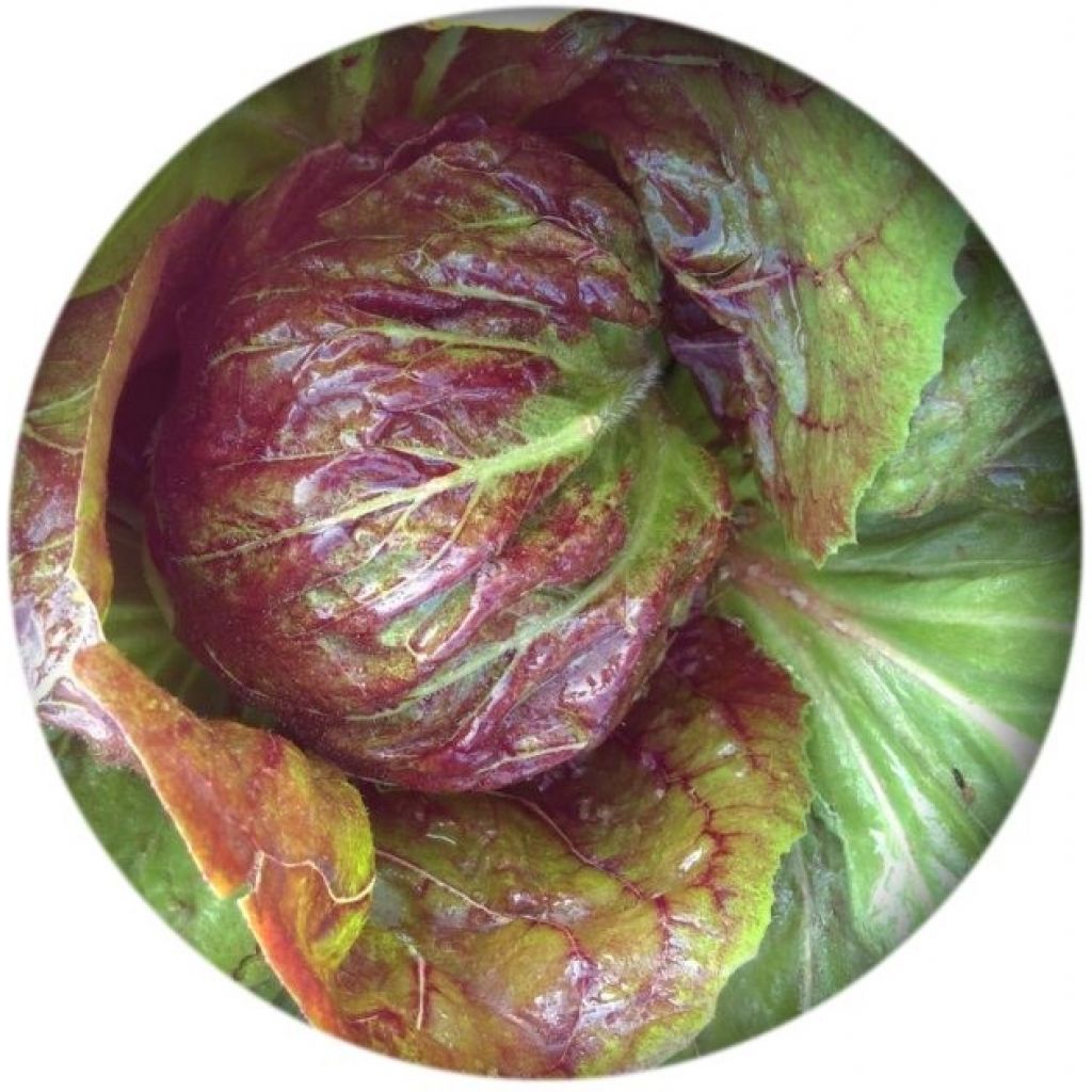 Radicchio di Chioggia