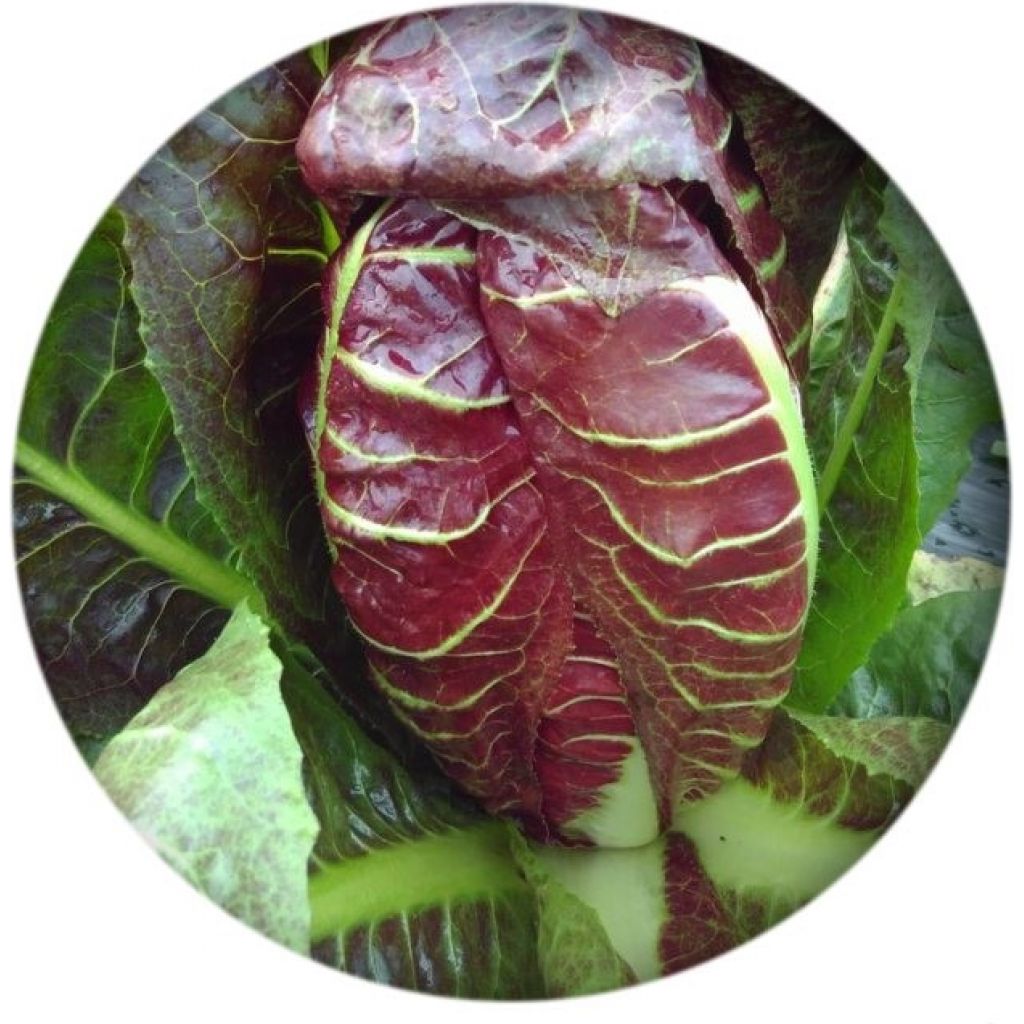 Radicchio di Verona