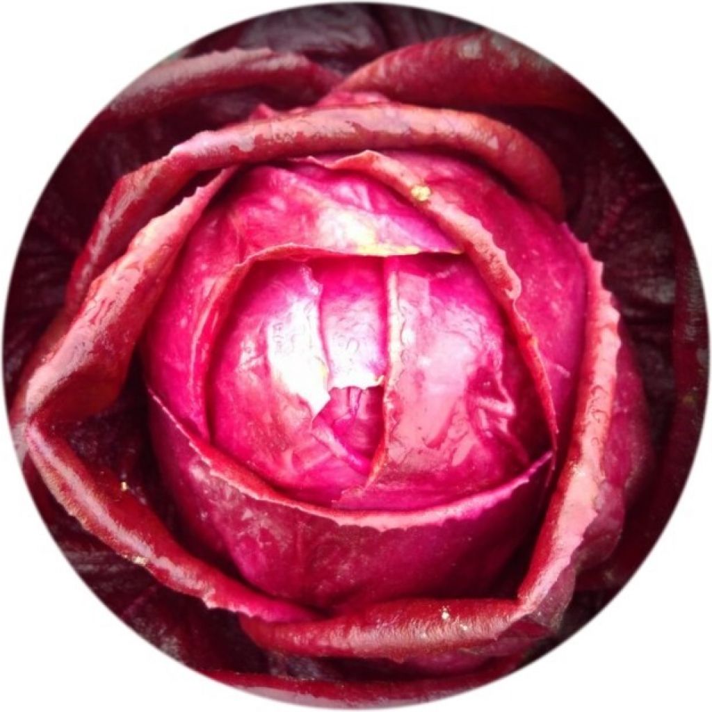 Radicchio tardivo