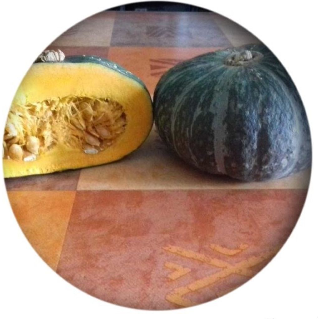Zucca