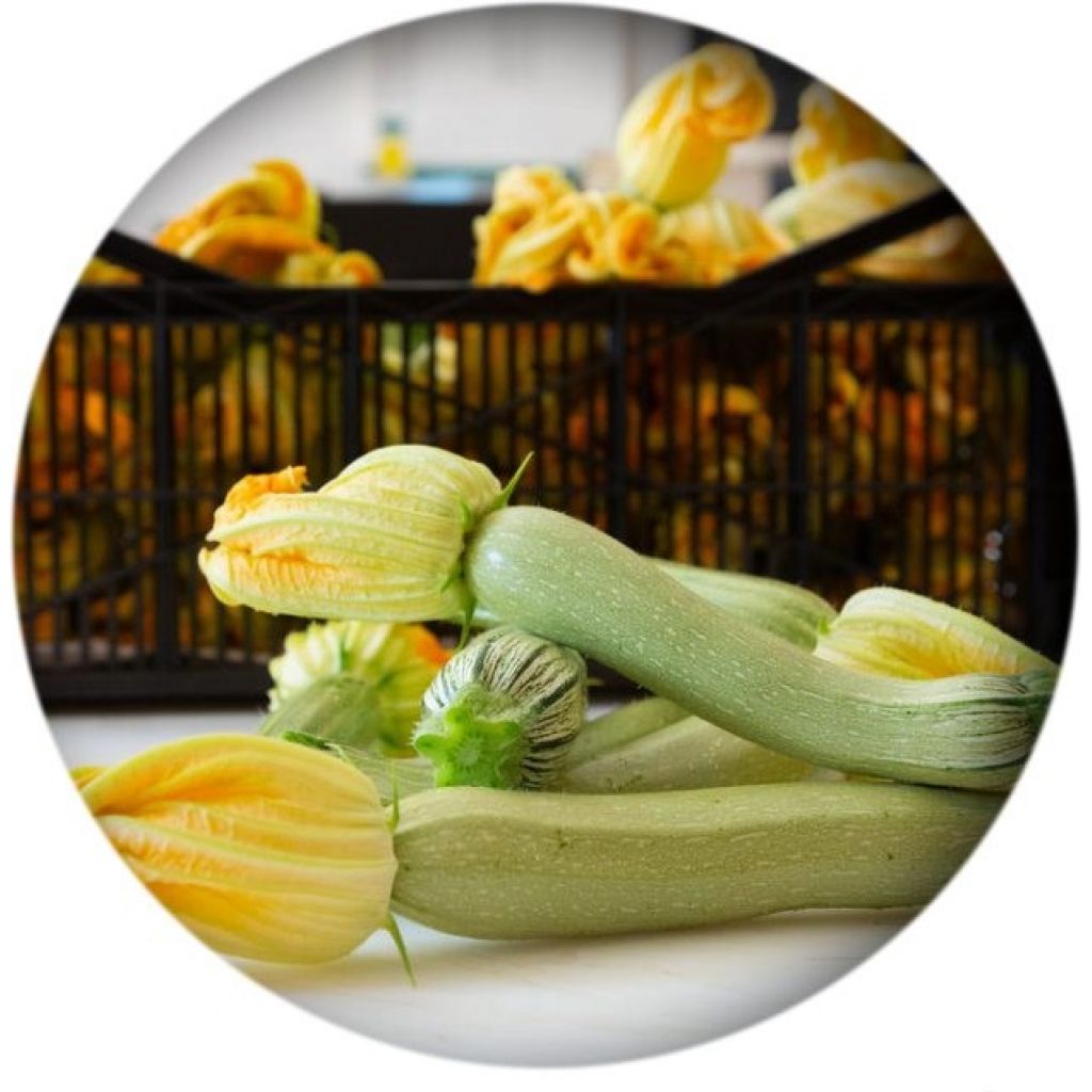 Zucchini