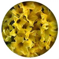 fiori_di_zucca_ottobre_tondo