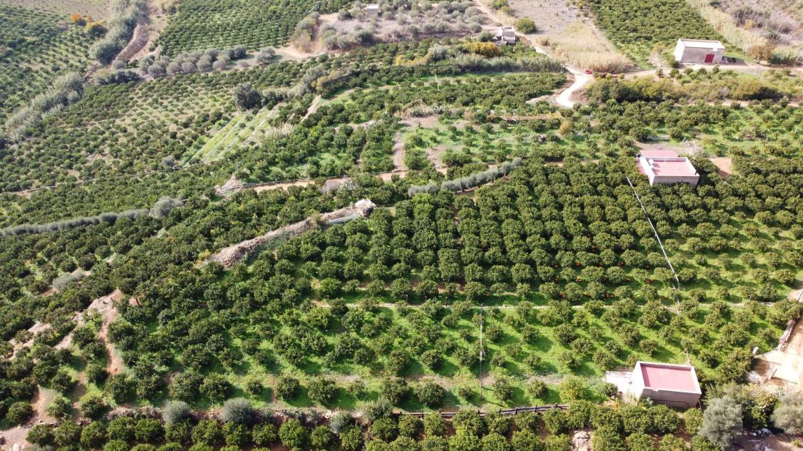 Azienda agricola Catanzaro Pino