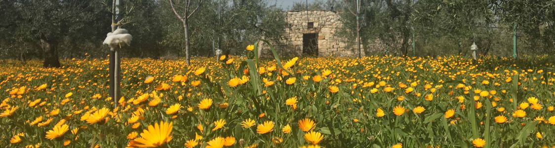 Azienda agricola i Nonni di Matteo