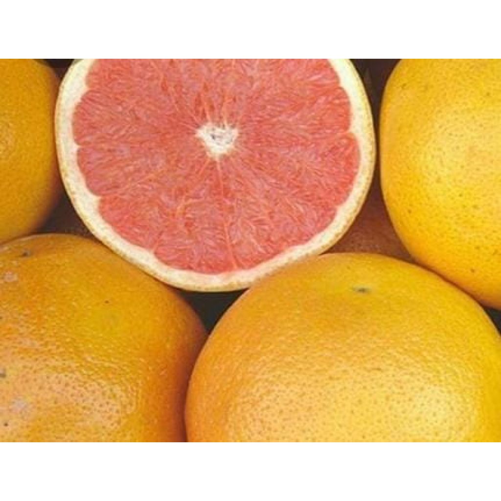5Kg pack of pink grapefruit