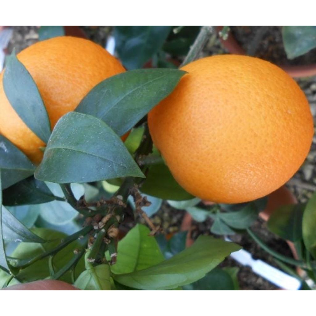 16 Kg crate of seedless vanilla oranges