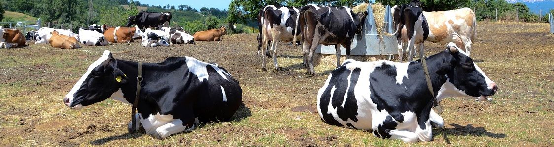 Societ&agrave; Agricola Camporesi S.S