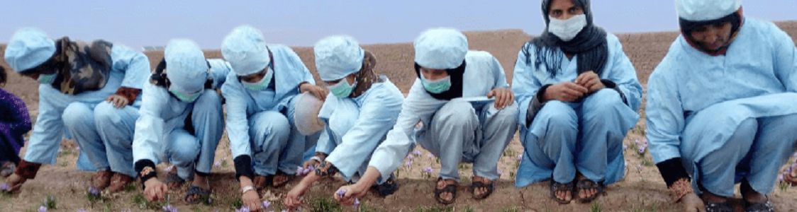 CISDA Progetto Zafferano