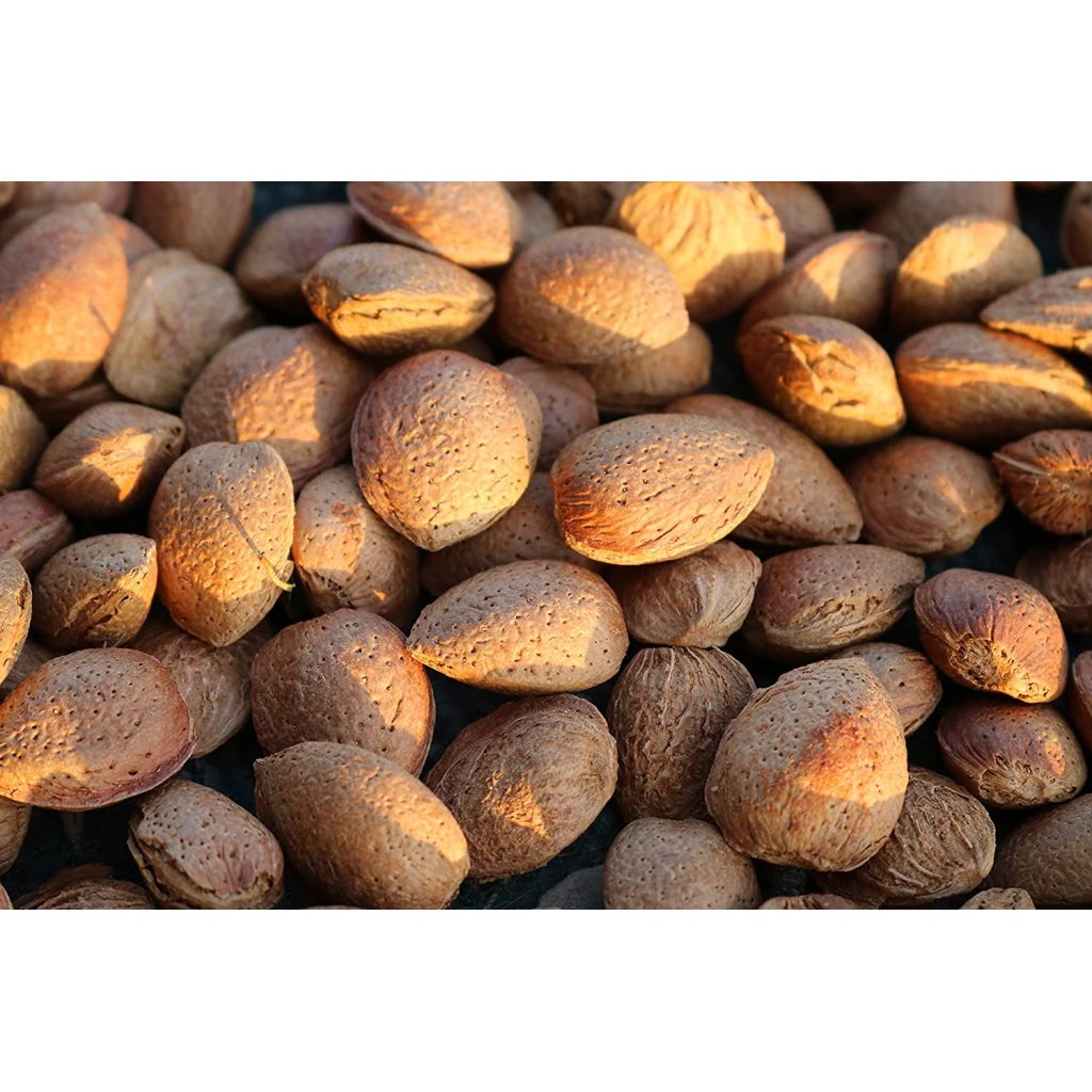Sicilian natural sweet almonds in soft shell, 5 Kg Harvest August 2025